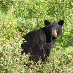 How common are bears in Texas?